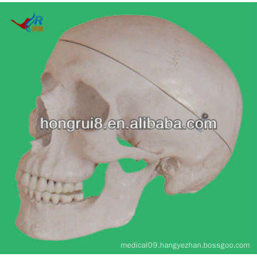 Life Size Human model for education skull Model